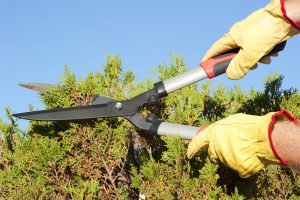shrubs-and-tree-trimming